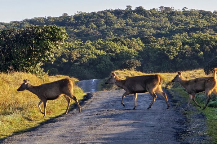 Horton plains travel sri lanka