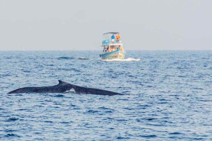 Mirissa-Whale-Watching