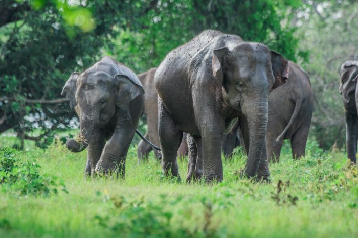 habarana elephants ceyloninsight travel sri lanka