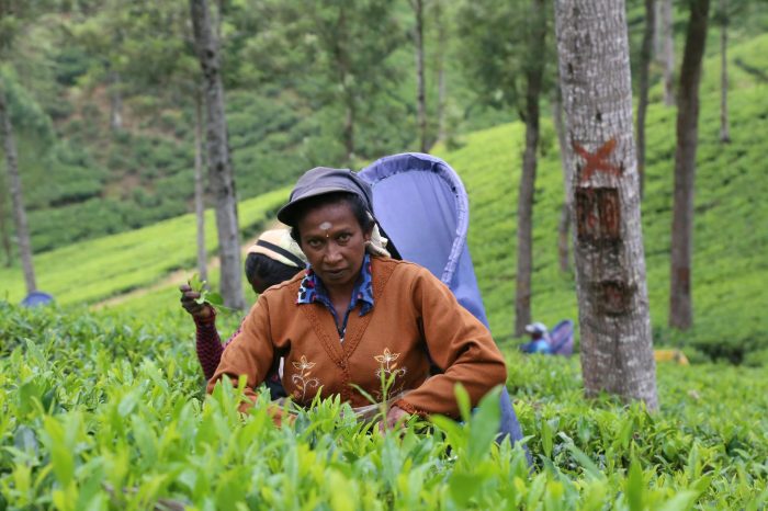 nuwara eliya travel